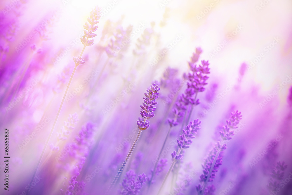Lavender illuminated by sunlight - obrazy, fototapety, plakaty 