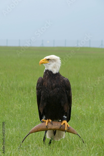Board z aluminiowym obramowaniem Orzeł haliaeetus leucocephalus - portret