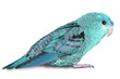 Blue lineolated parakeet