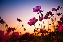 The Cosmos Flower, Beautiful Cosmos Flowers With Color Filters