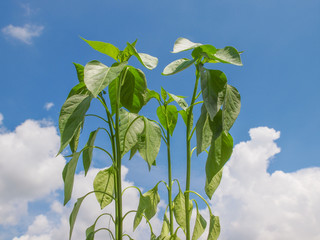 Wall Mural - Plug pepper plant