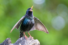 Common Starling Singing