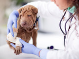 Fototapeta  -  Shar Pei dog getting bandage after injury on his leg by a veter