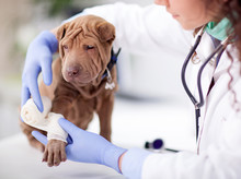  Shar Pei Dog Getting Bandage After Injury On His Leg By A Veter