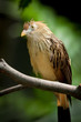 Guira Cuckoo (guira guira) at rest on a branch