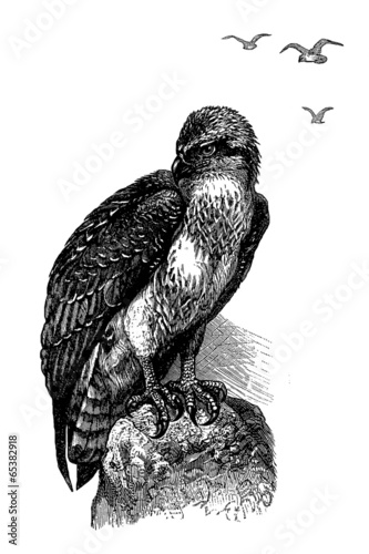 Obraz na płótnie canvas czteroczęściowy "tetraptyk" Rybołów - Osprey - fischadler