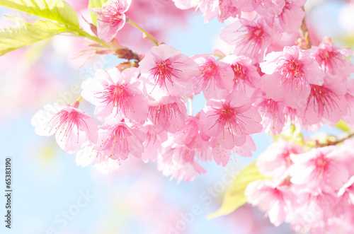 Tapeta ścienna Kwiat sakura