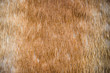 horsehair texture and background close up