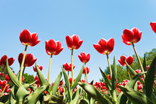 Many Ornamental Red Tulips On Flower Bed