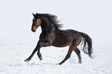 Fototapeta Konie - Bay stallion running in winter