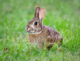 Wall Mural - Young Cottontail bunny rabbit munching grass in the garden