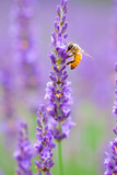 Fototapeta Lawenda - ラベンダーとミツバチ