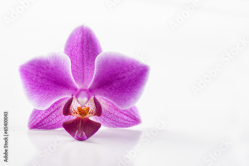 Foto-Stoffbanner - Orchidee - Phalaenopsis (von PIXELGESTALT)