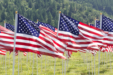 Wall Mural - Flag Field