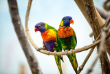 Parrot couple