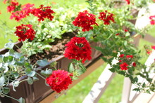 Beautiful Red Verbena (verbenas Or Vervains ) Flowers On Terrace