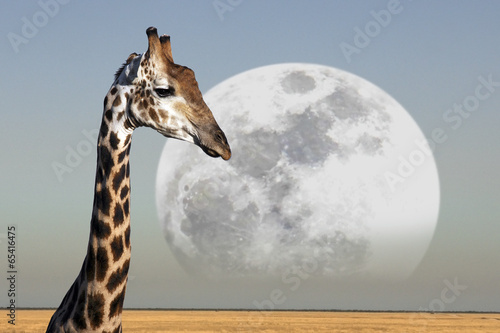 Naklejka samoprzylepna Księżyc rośnie nad żyrafą w parku narodowym etosha w Namibii