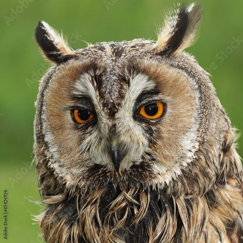 Fotoboard na płycie Uszatka (asio otus, wcześniej strix otus) -portret
