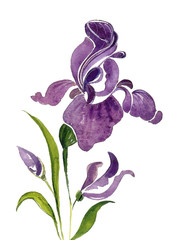 Wall Mural - Iris flower