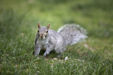 Grey Tree Squirrel Feeding On The Ground