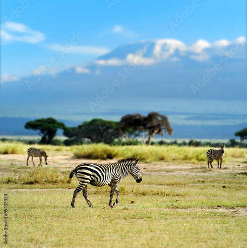 Board z aluminiowym obramowaniem Zebra