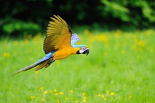 Flying Blue-and-yellow Macaw - Ara Ararauna
