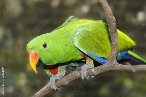 Board z aluminiowym obramowaniem Papuga eclectus
