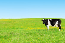 Cow On A Green Meadow.