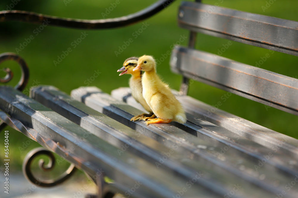 Little cute ducklings on bench in the park
