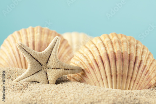 Tapeta ścienna Rozgwiazda i muszla na plaży