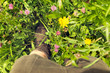 Nahaufnahme Füße in einer bunten Blumenwiese