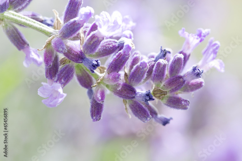 Naklejka na szybę fresh lavender flower close up