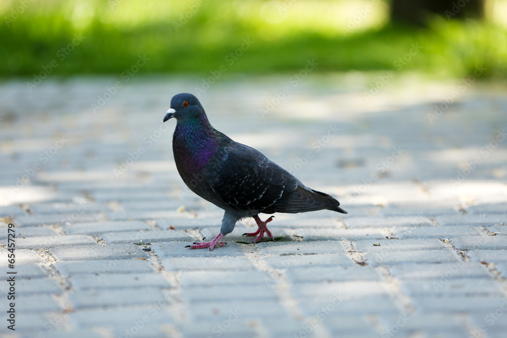One grey pigeon in the park