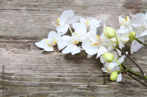 Board z aluminiowym obramowaniem Biała orchidea (phalaenopsis)