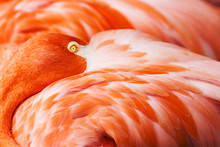 Flamingo Detail Photo