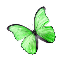 Green Butterfly Isolated On White