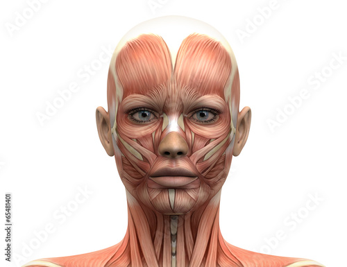 Fotografering  Female Head Muscles Anatomy - Front view