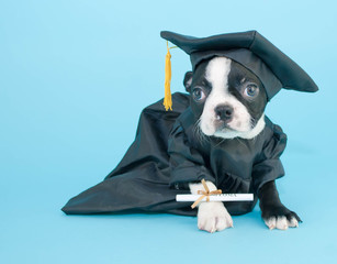 Wall Mural - Graduation Puppy