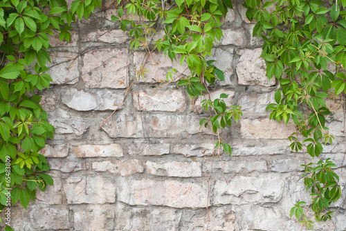 Fototapeta na wymiar Stone wall with green ivy background