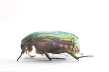 Rose Chafer (cetonia Aurata) On The White Background.