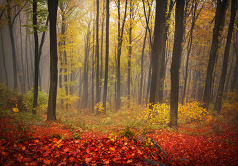 Fototapete - Foggy mystic forest during fall