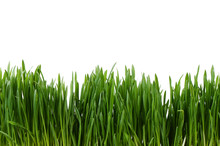 Green Grass Isolated On White Background