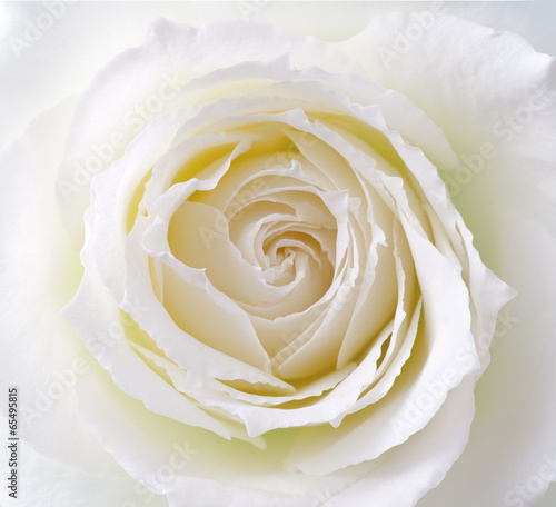 Obrazy róże  biala-roza