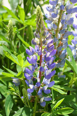 Wall Mural - Lupine flower