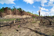Deforestation in El Nido, Palawan - Philippines