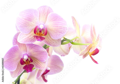 Fototapeta na wymiar orange orchid in the pot isolated