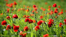 Big Field Of Blossoming Red Poppies