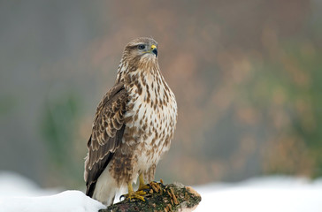 Wall Mural - Common buzzard in winter