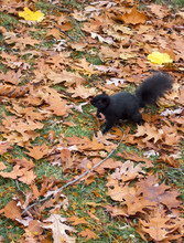 High Angle View Of A Black Squirrel
