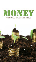 Poster - Business concept: golden coins in soil with young plants,